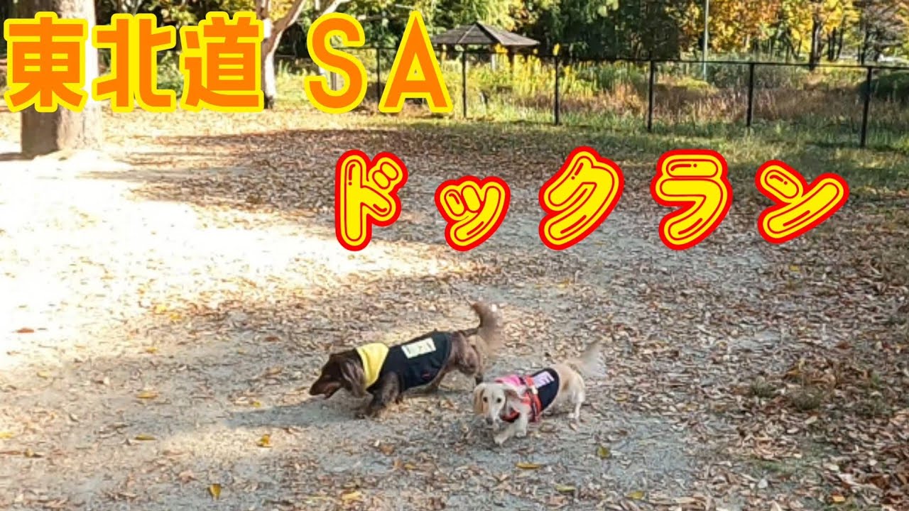 【那須高原SA 下り】愛犬の長時間移動の休憩場所をご紹介👍