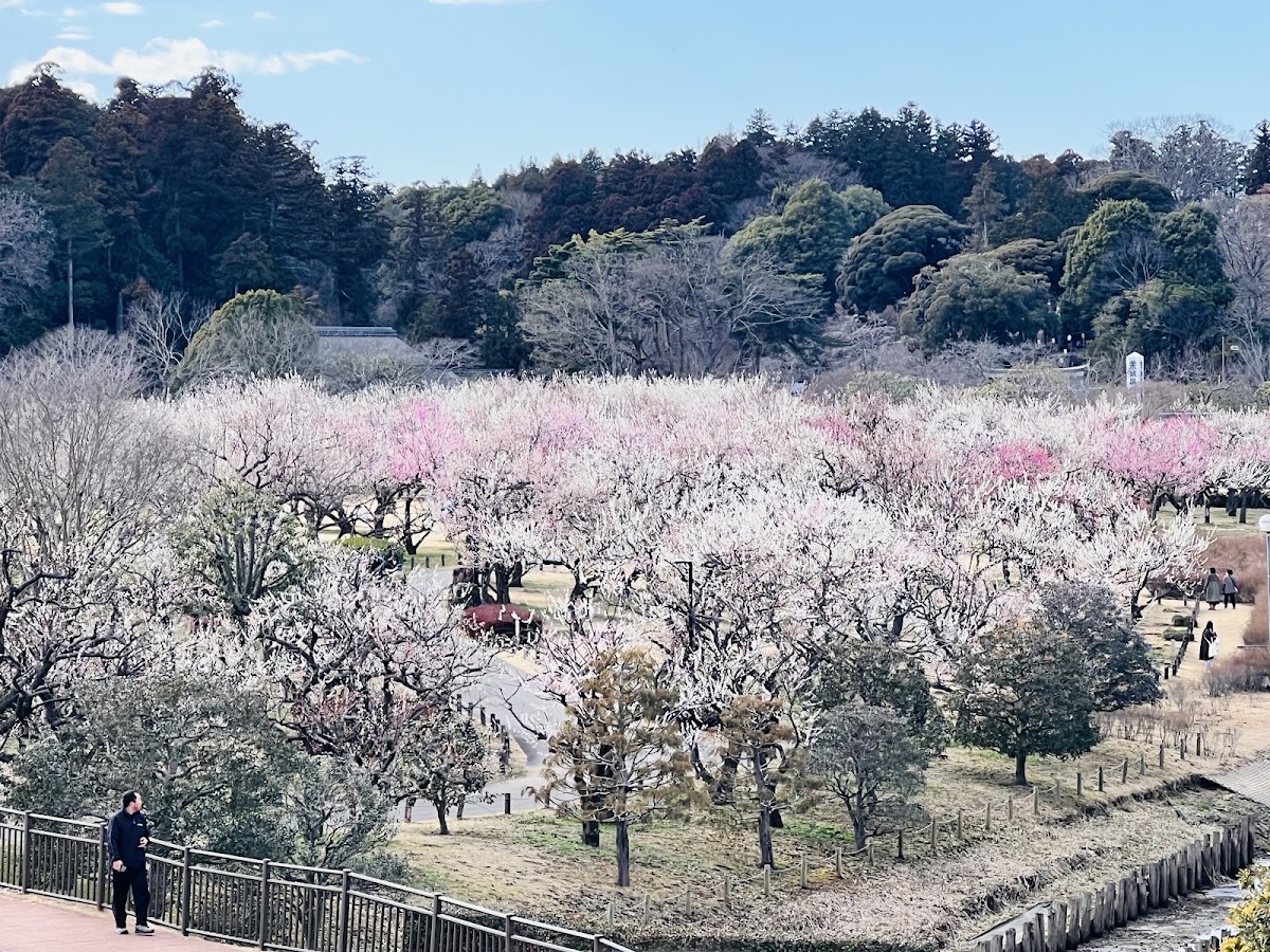 偕樂園(偕楽園)