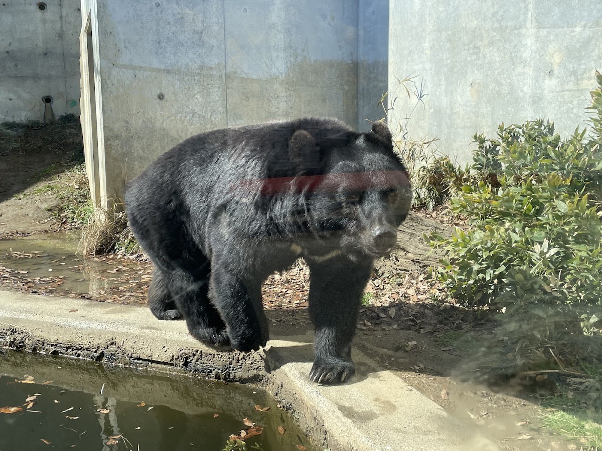 日立市神峰動物園（日立市かみね動物園） 實景照片 6