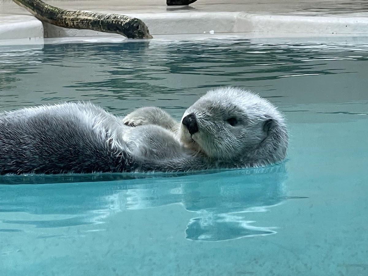 水中漂浮的海獺