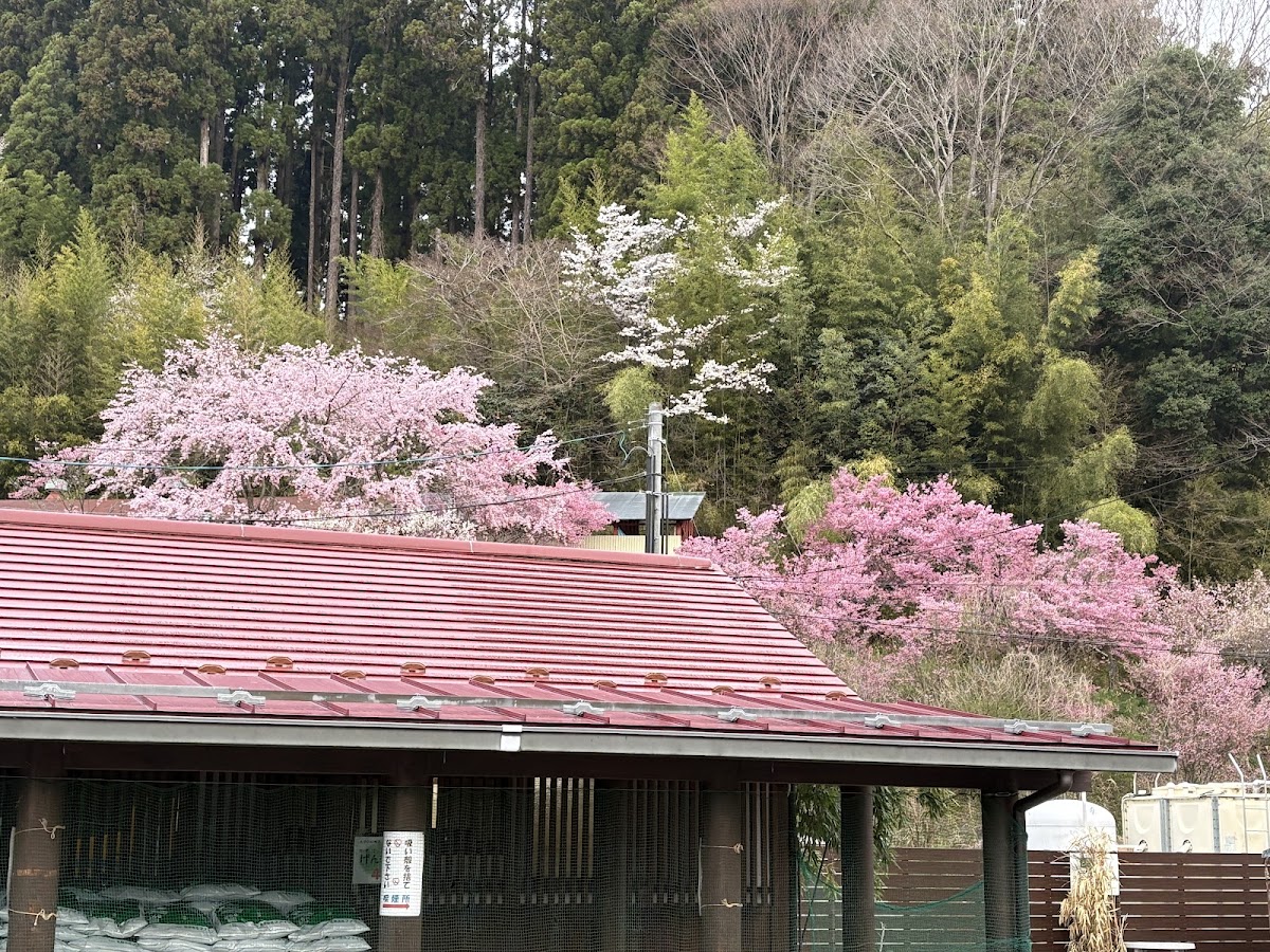 道之驛 櫻之鄉(道の駅 さくらの郷) 實景照片 9