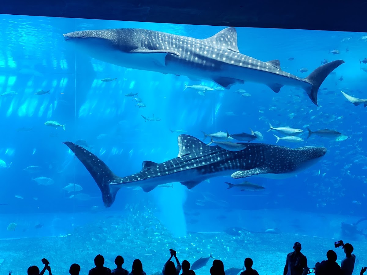 水族館內巨大的鯨鯊游動