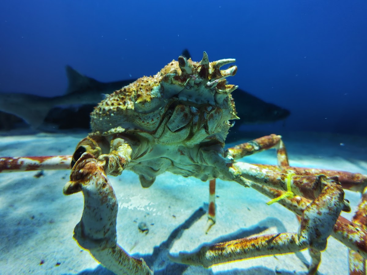 鳥羽水族館 實景照片 9