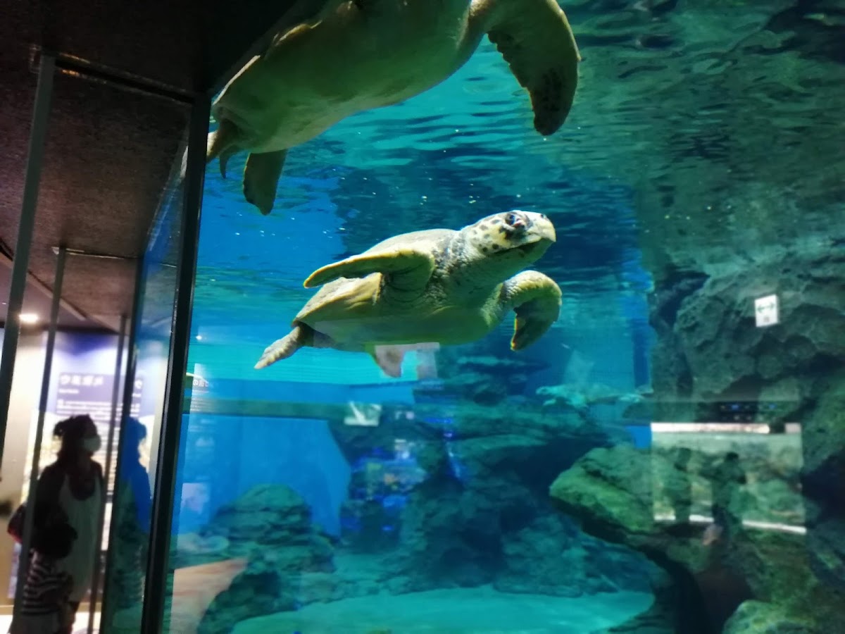 名古屋港水族館 實景照片 8
