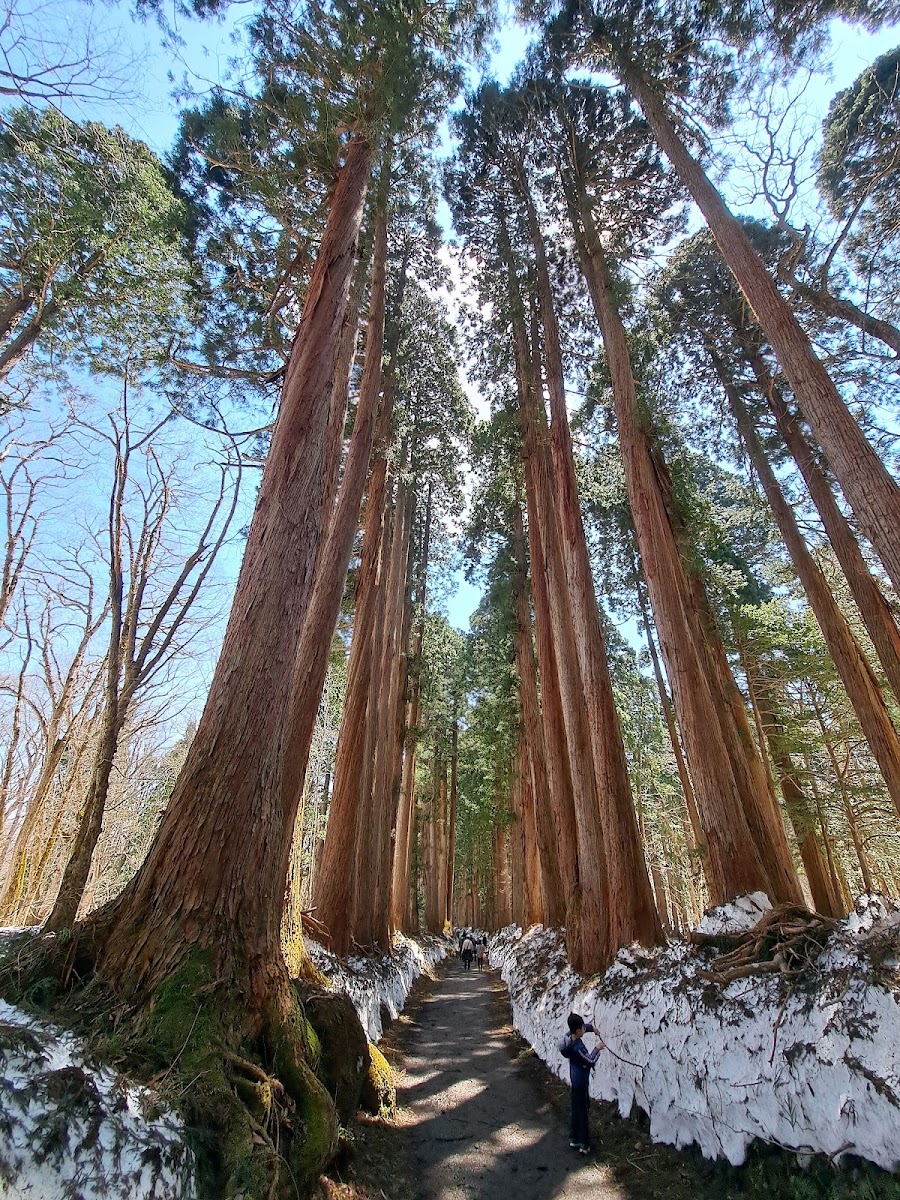 雪地巨木參道與藍天