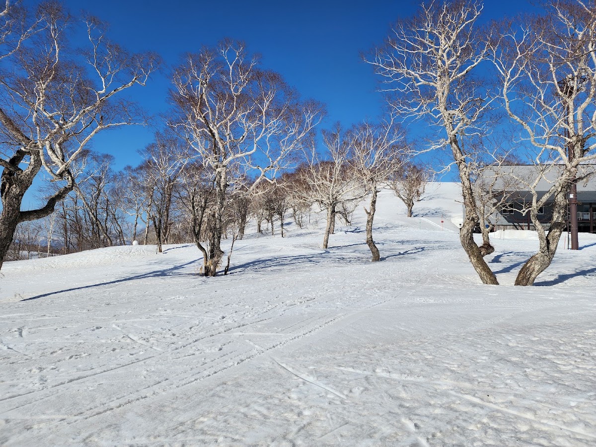 晴朗藍天下的雪地白樺樹林