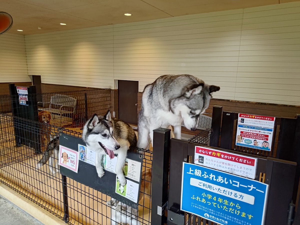 世界名犬牧場（世界の名犬牧場） 實景照片 5