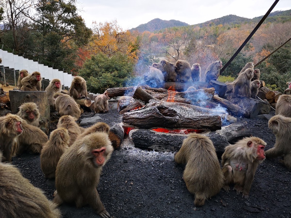 日本獼猴圍坐烤火取暖