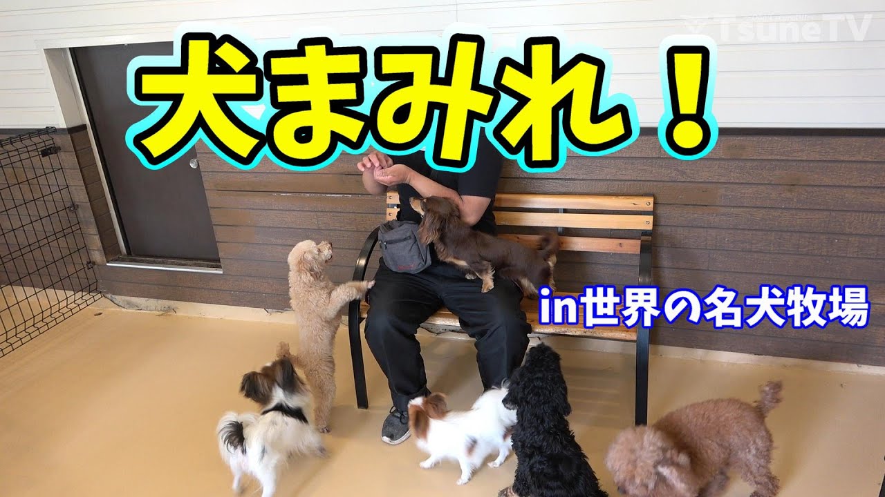 犬まみれ！世界の名犬牧場へ行ってきた！