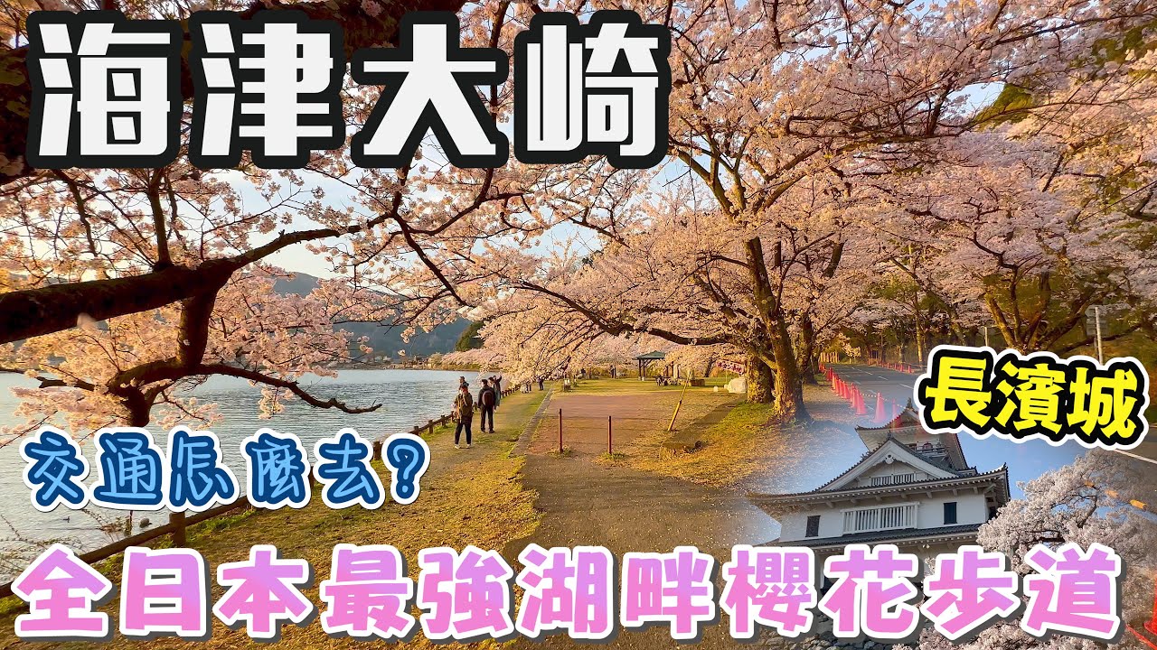 琵琶湖一日攻略! 櫻花公路竟藏在琵琶湖!海津大崎千本櫻滿開 I 日本最浪漫的湖畔櫻花城堡?長濱城的櫻花美到窒息 I 2025年滿開時間在4/13