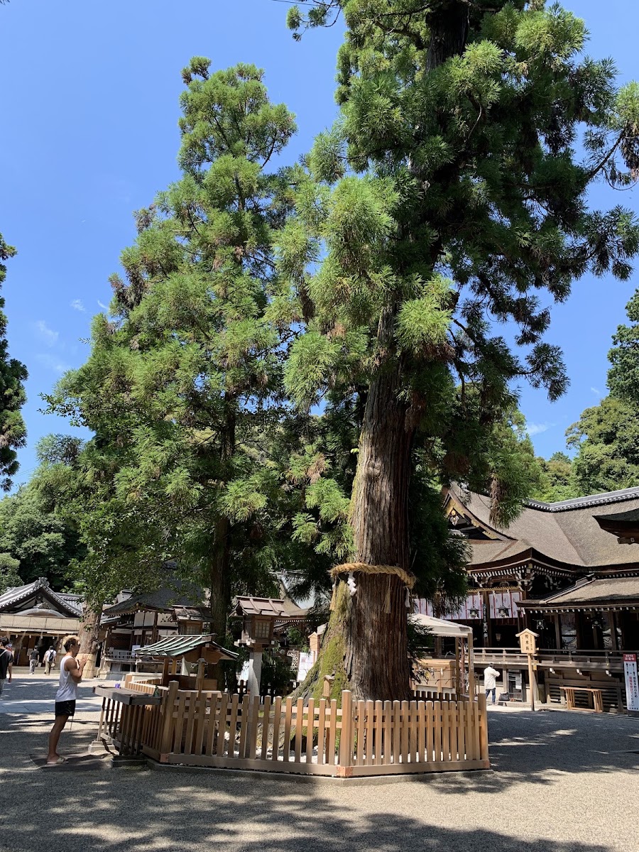 陽光下的大神神社神木與拜殿