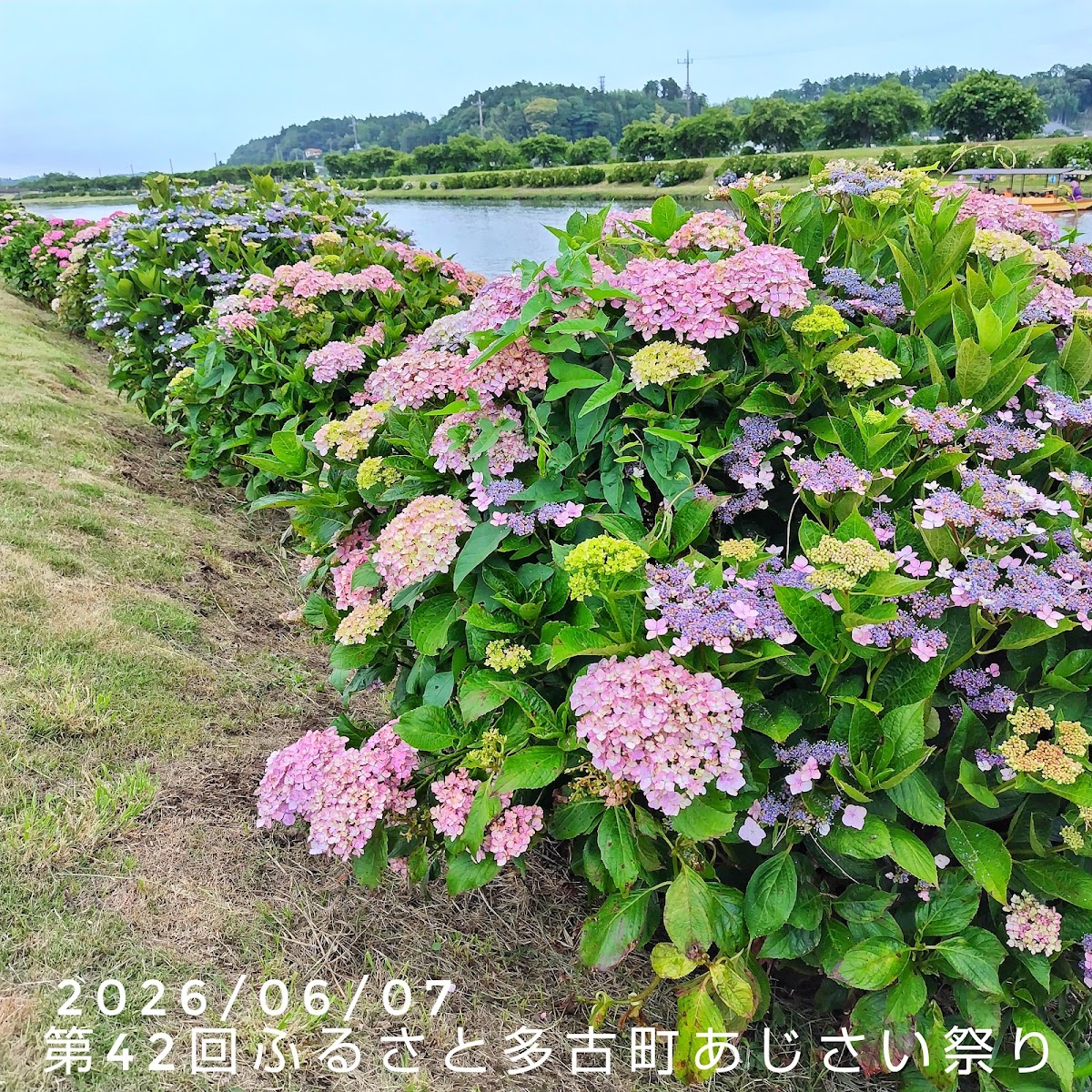 道之驛 多古（道の駅 多古） 實景照片 7