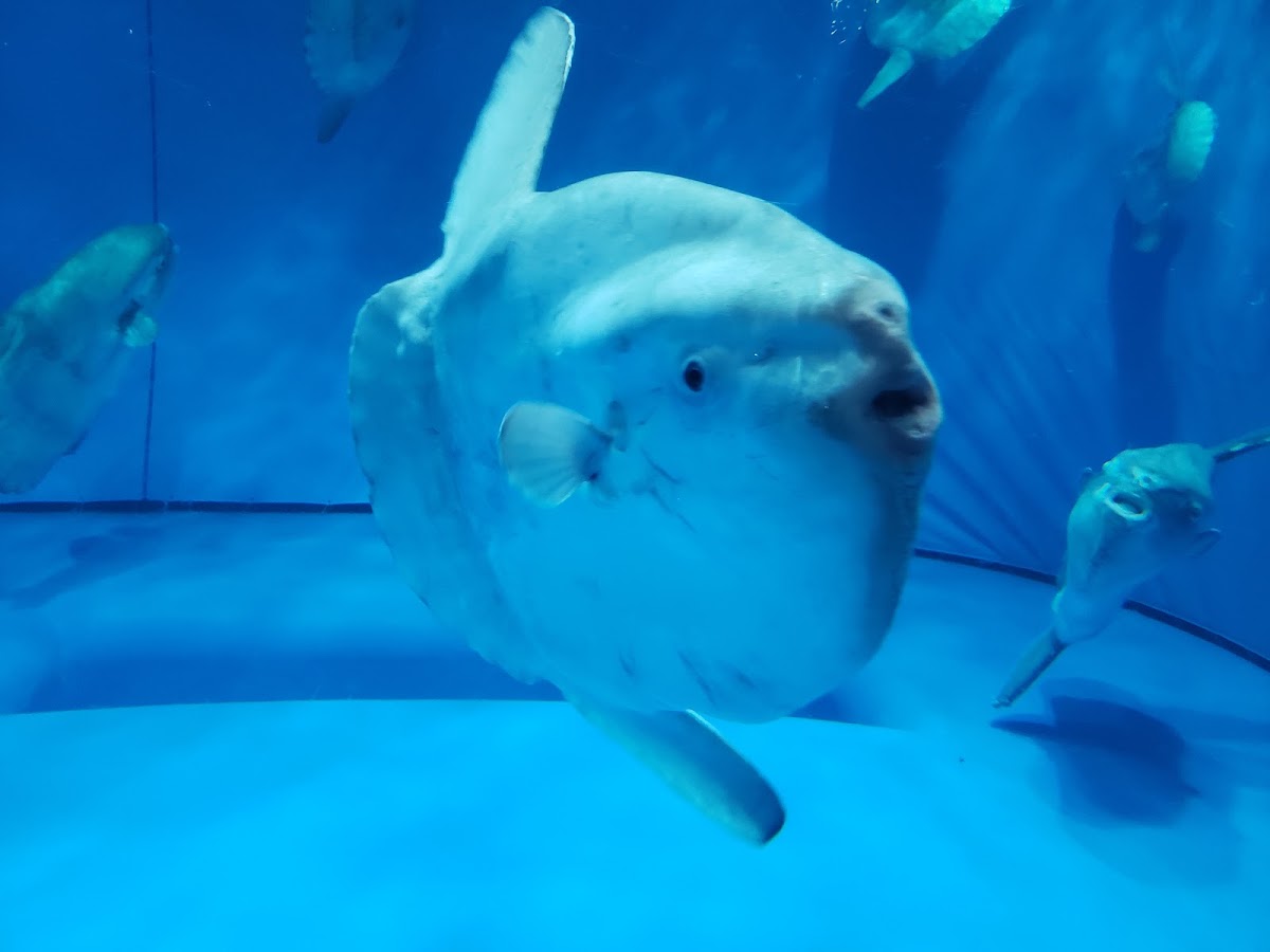 海洋世界茨城縣大洗水族館(アクアワールド茨城県大洗水族館) 實景照片 2