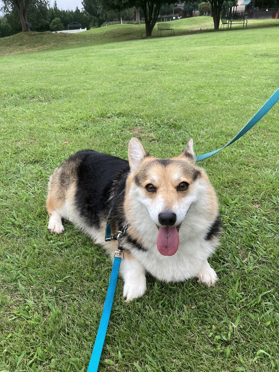 世界名犬牧場（世界の名犬牧場） 實景照片 10
