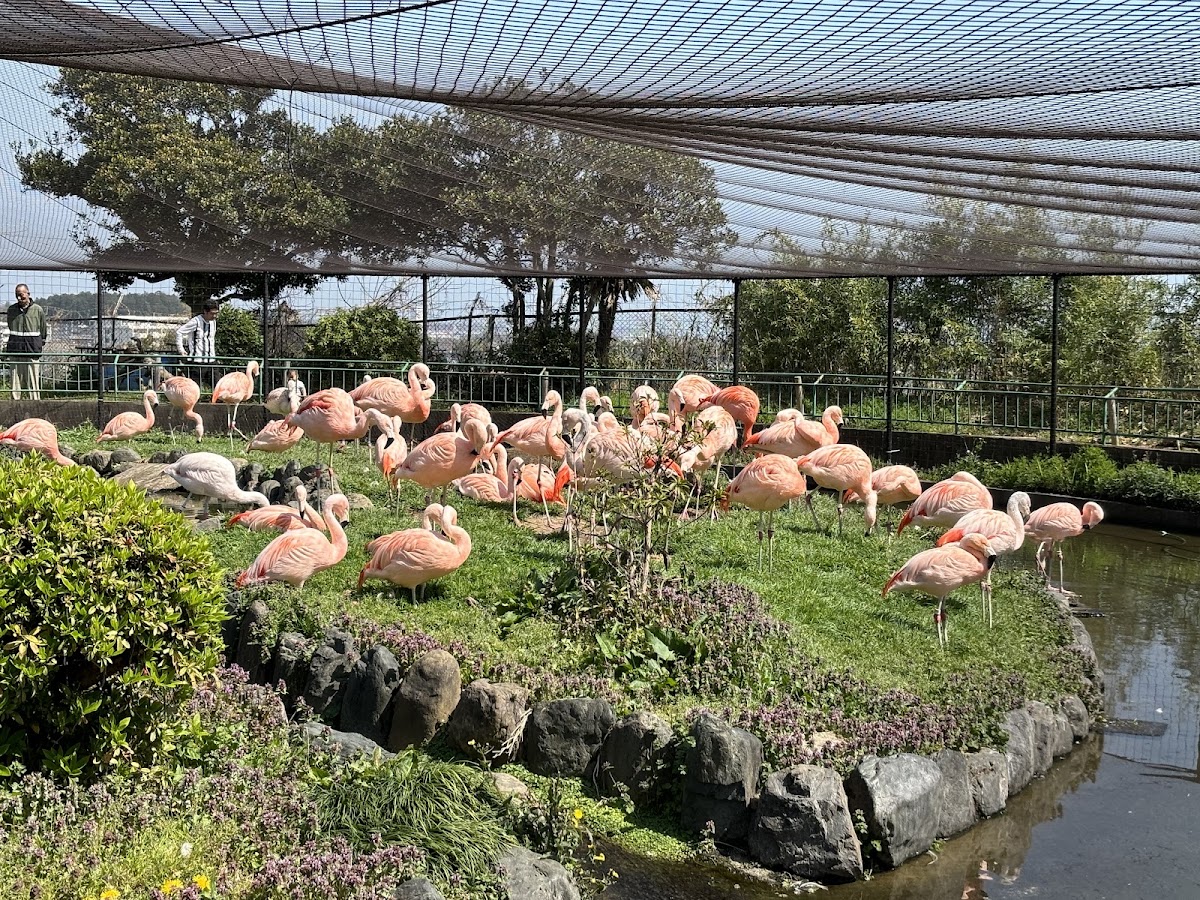 日立市神峰動物園（日立市かみね動物園） 實景照片 10