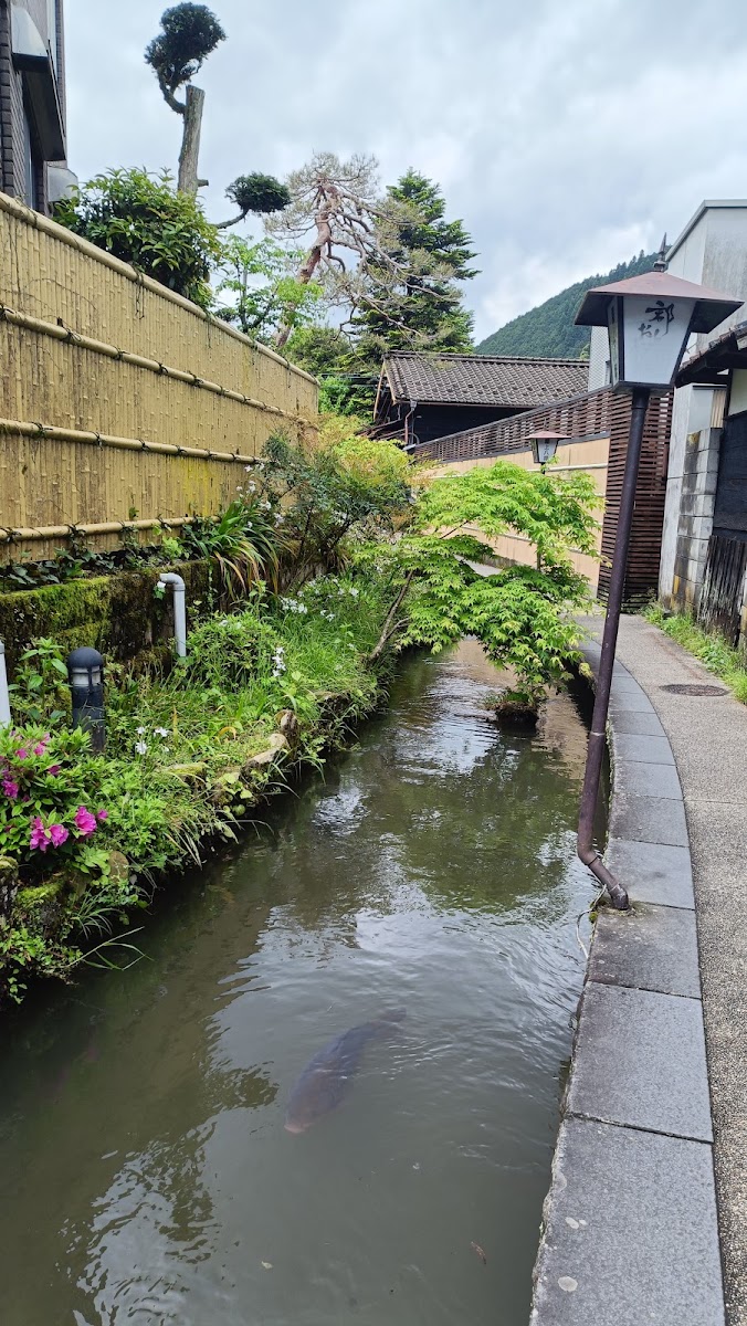 井川小徑水路與水中悠游大鯉魚