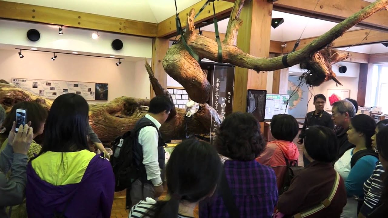 日本屋久島Yakushima--世界自然遺產