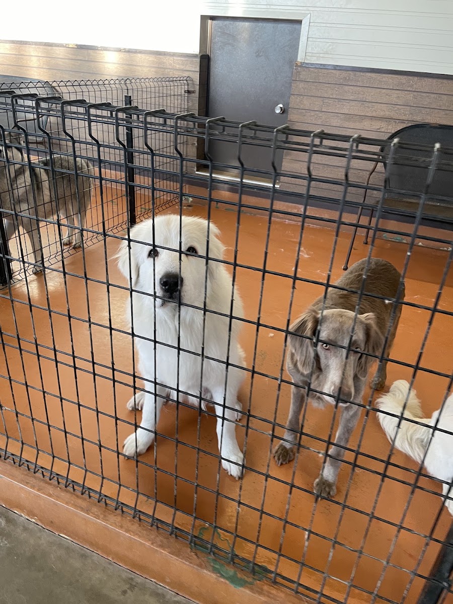 世界名犬牧場（世界の名犬牧場） 實景照片 6