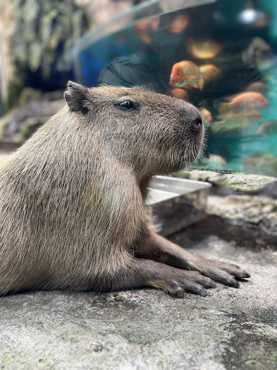 鳥羽水族館 實景照片 5