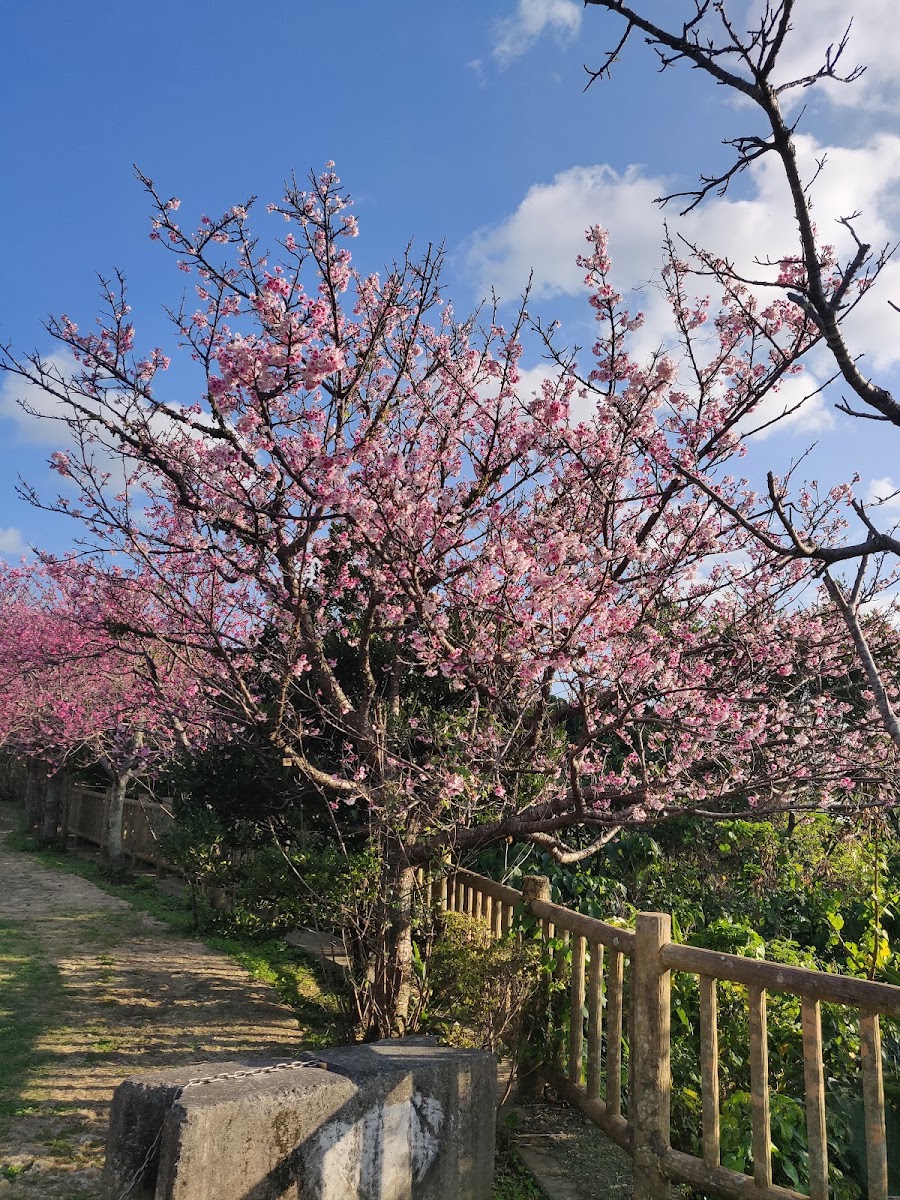 末吉公園 實景照片 8
