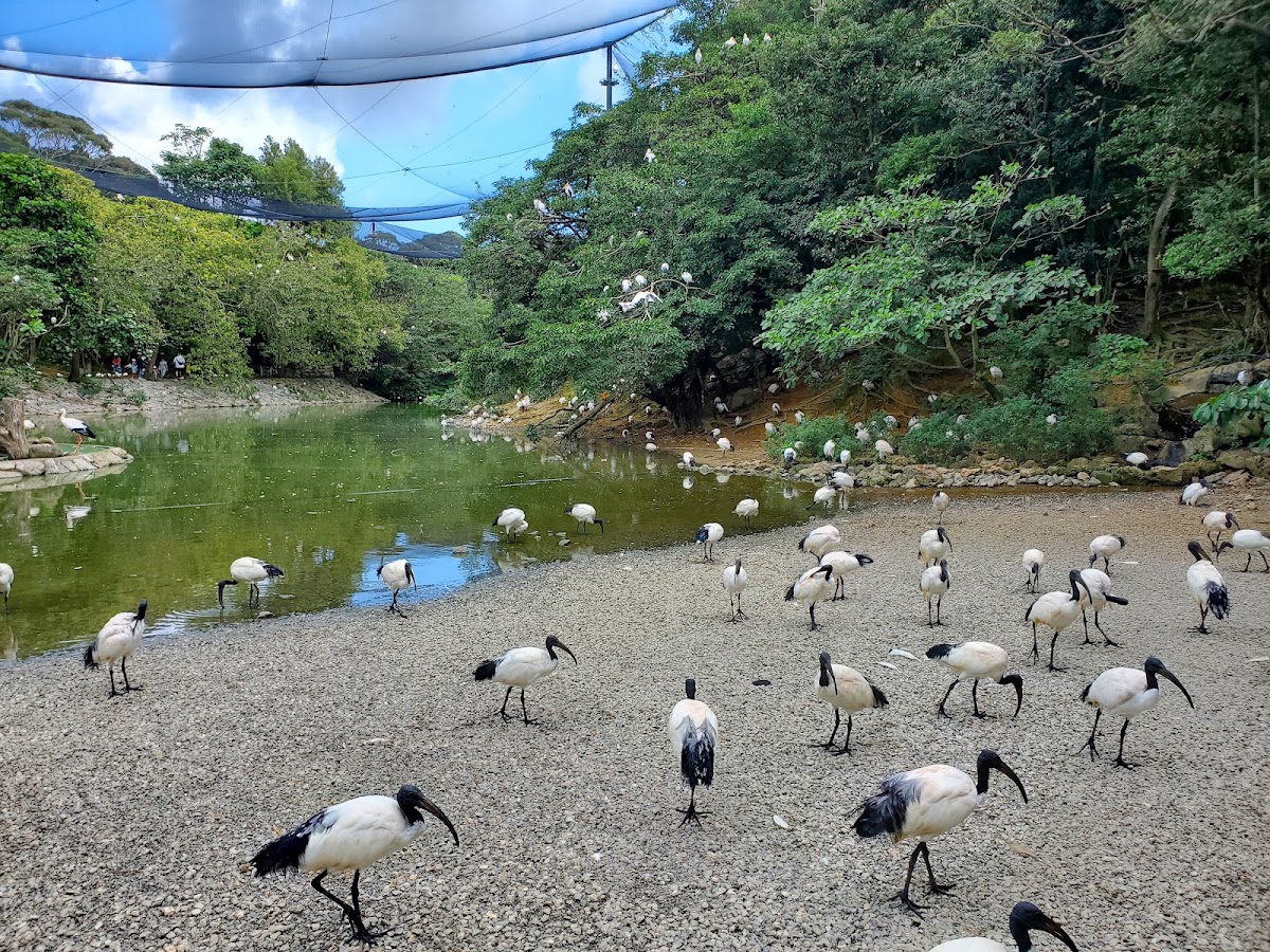 湖畔與眾多水鳥