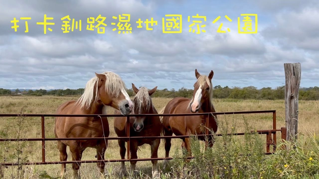 日本最大的濕地~釧路濕地國立公園
