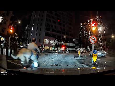車CAM直擊 - 狗狗平衡力幾好～但主人你衝燈就危險咗啲