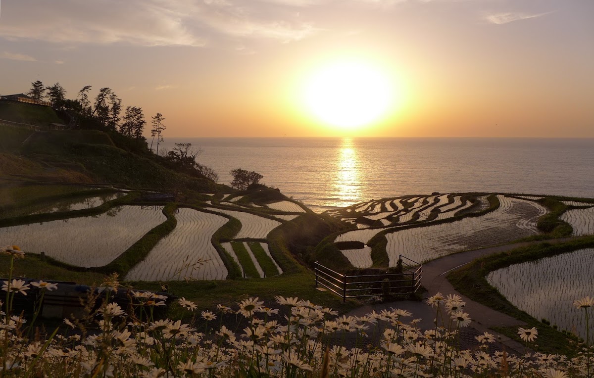 白米千枚田金黃夕陽美景