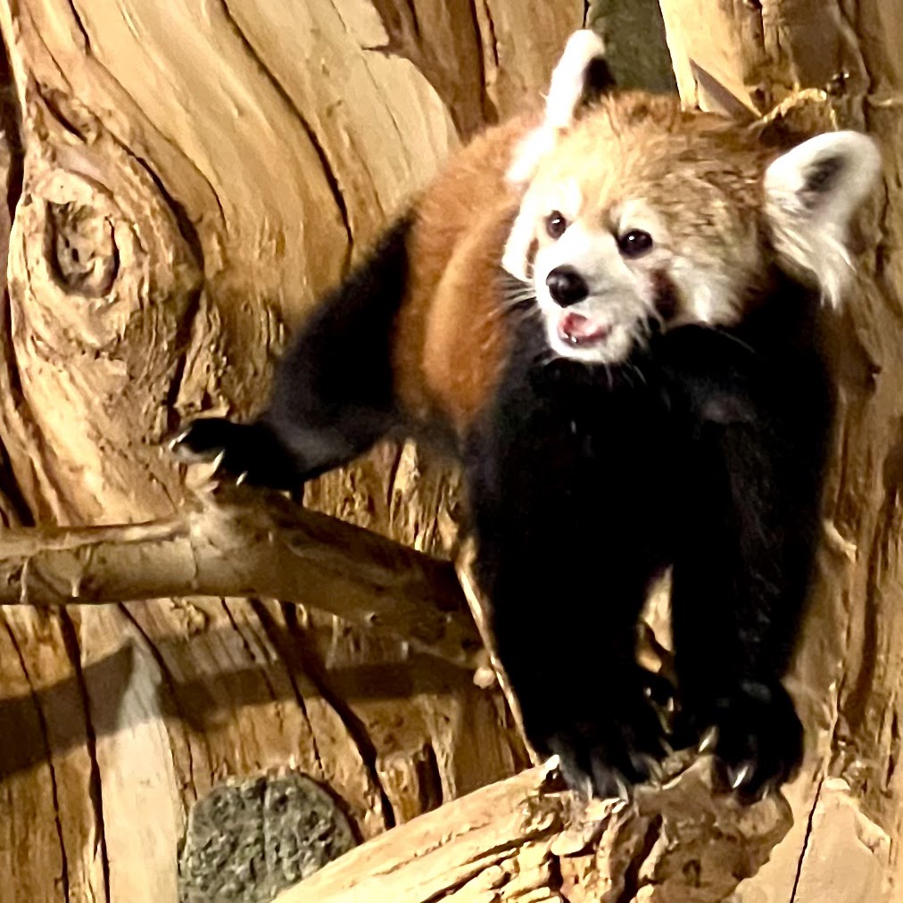 名護自然動植物公園(ネオパークオキナワ) 實景照片 7
