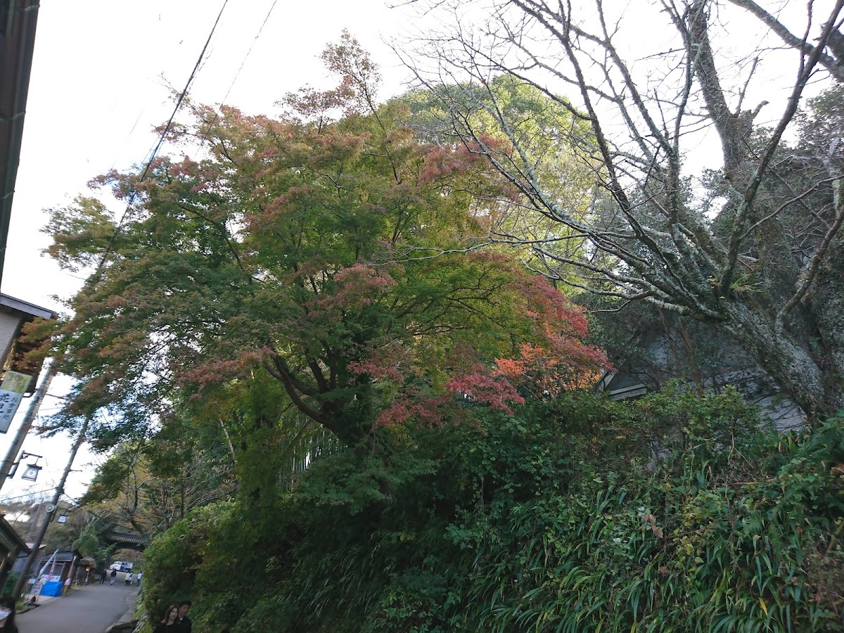 吉野山 實景照片 8
