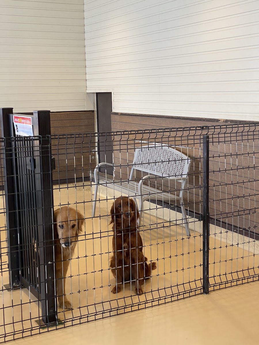 圍欄內等待的黃金獵犬與愛爾蘭 setter