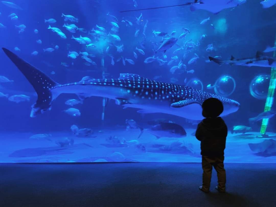 能登島水族館(のとじま水族館) 實景照片 3