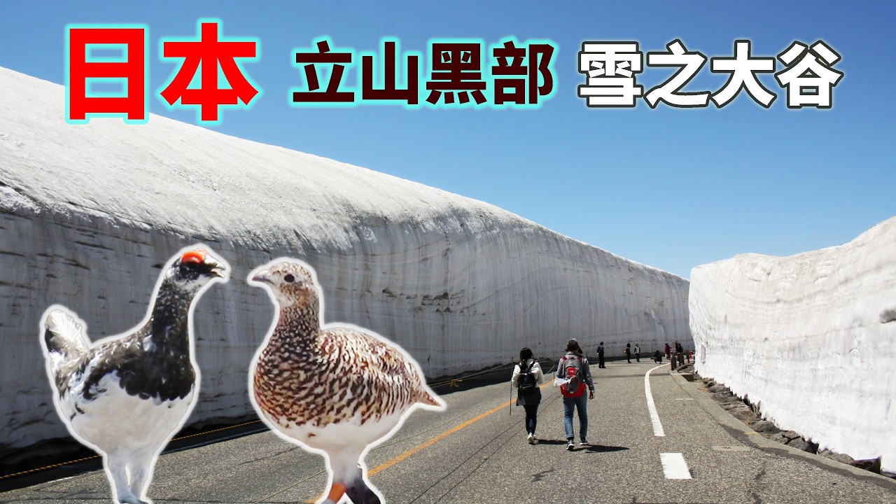 日本—神使雷鳥現身!立山黑部x雪之大谷|8種交通工具全紀錄