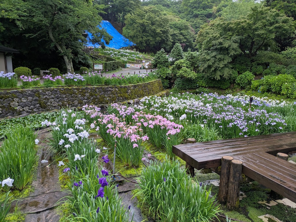 花菖蒲園與木棧道風景