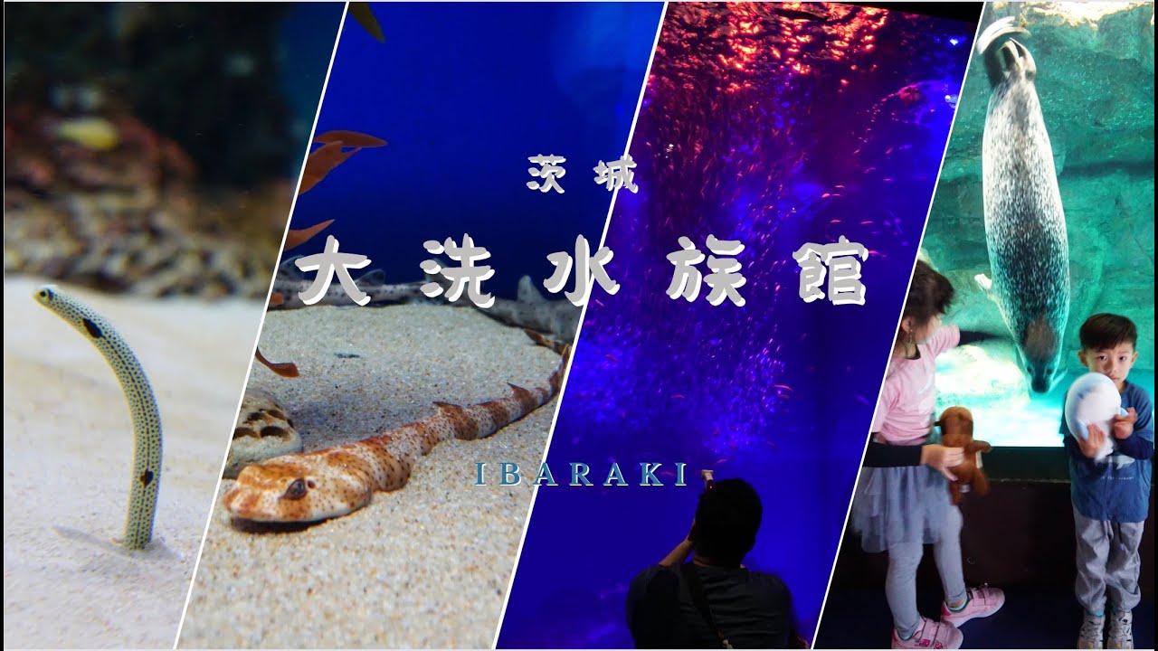 2023茨城自駕之旅 * Ibaraki * 親子自由行\大洗水族館\Aqua World\和角落生物聯展\雨天備案最佳景點