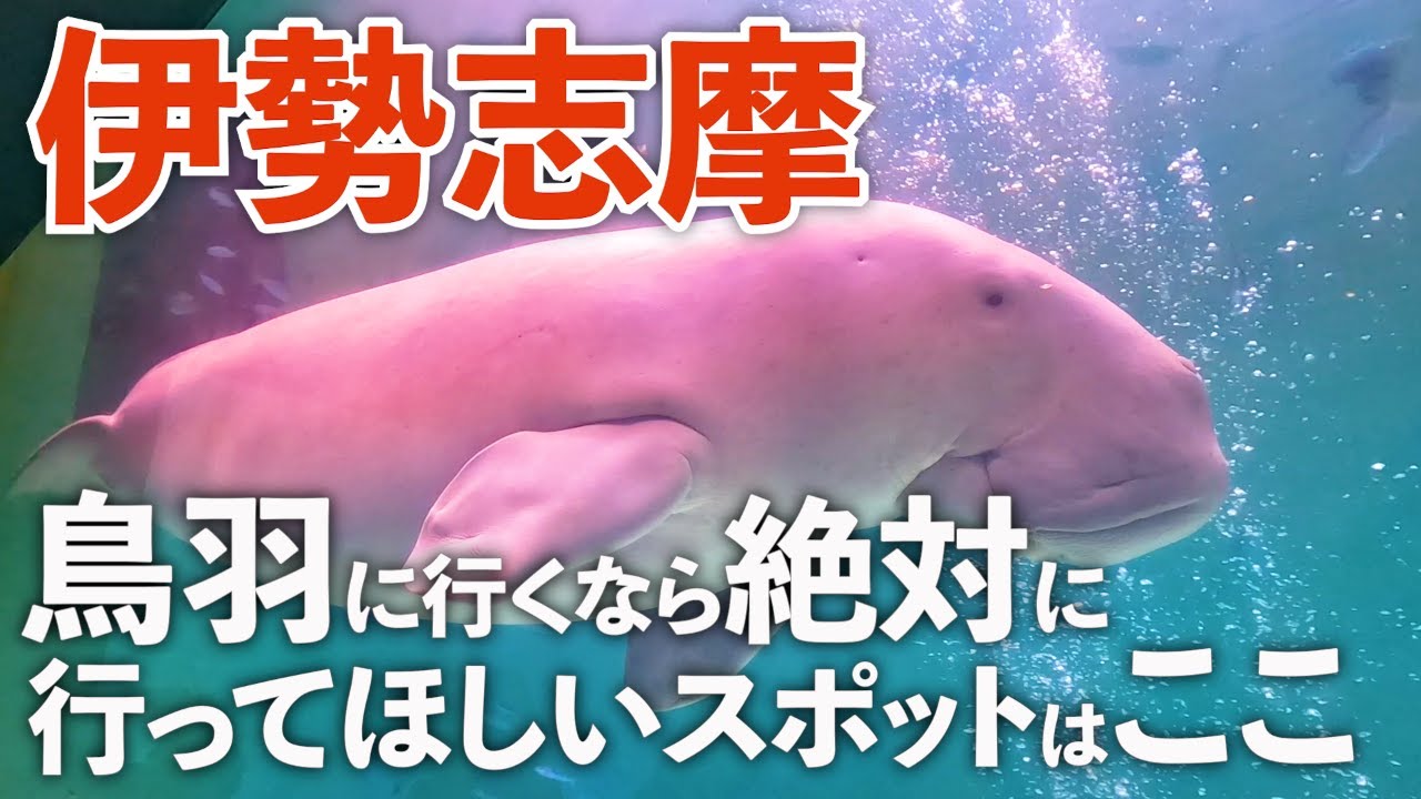 【伊勢志摩旅行】絶対行くべき鳥羽市のおすすめ観光スポット&グルメ♪鳥羽水族館楽しすぎ!