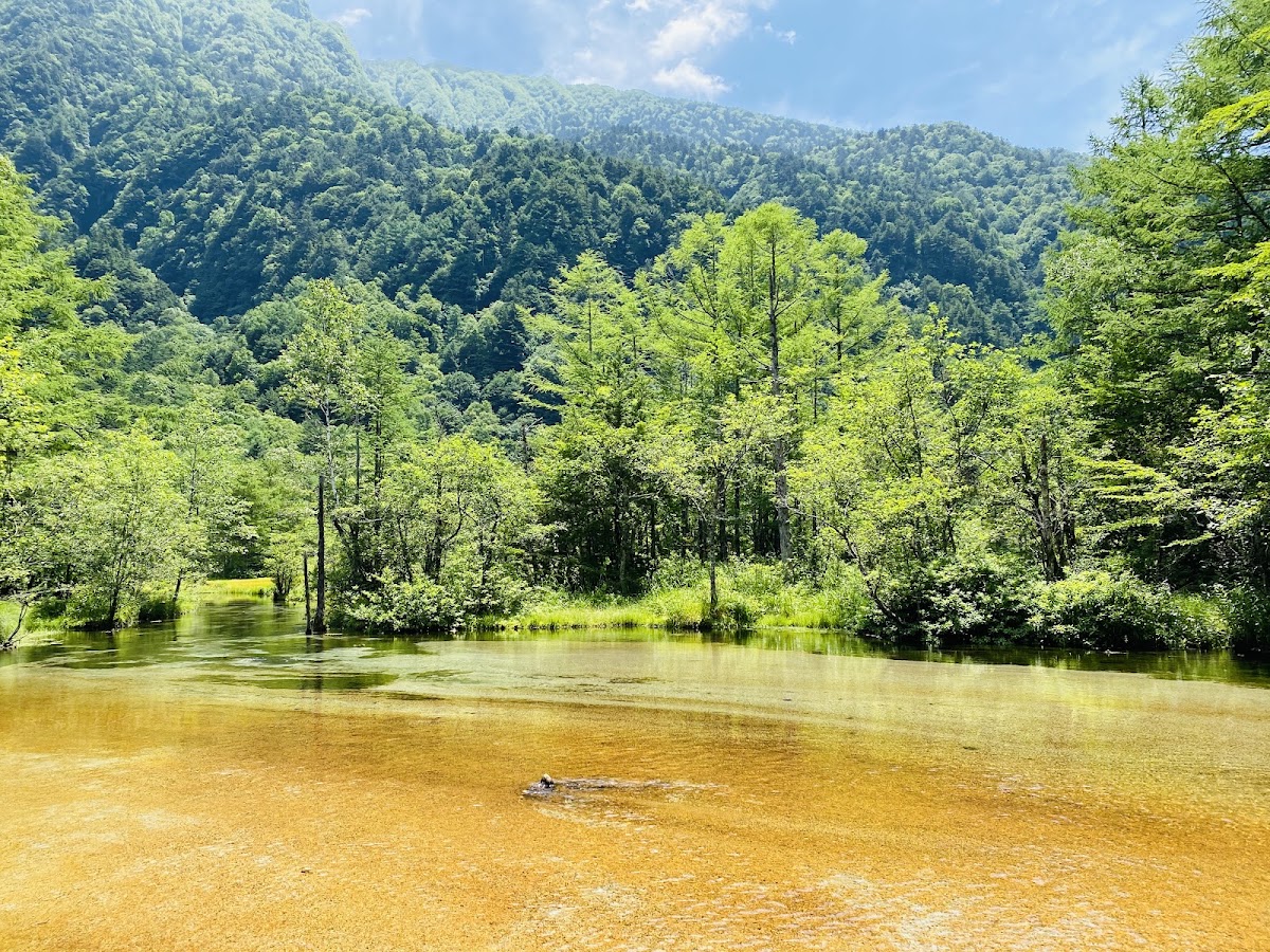 夏季翠綠樹林與清澈池水