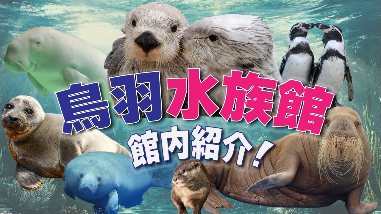 【鳥羽水族館】行く前に必見!人気動物からイベントまで徹底紹介