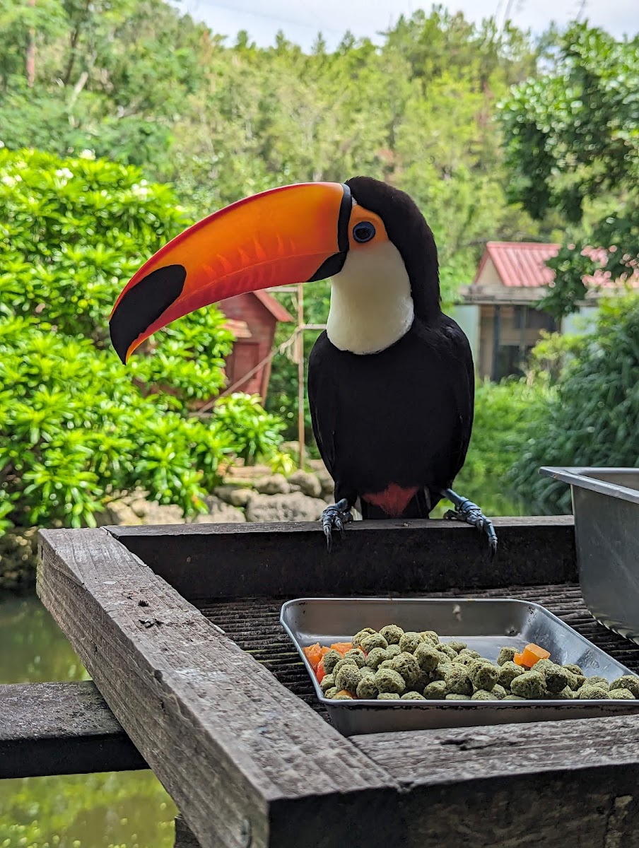 名護自然動植物公園(ネオパークオキナワ) 實景照片 10