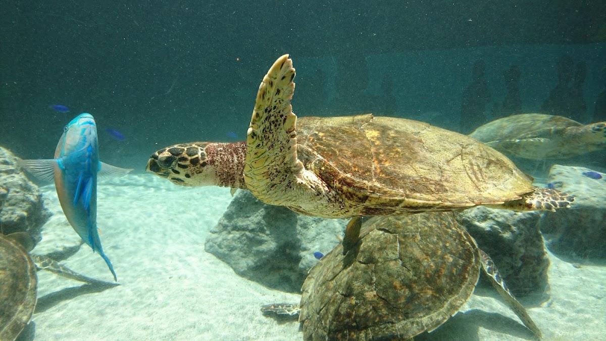 沖繩美麗海水族館(沖縄美ら海水族館) 實景照片 9