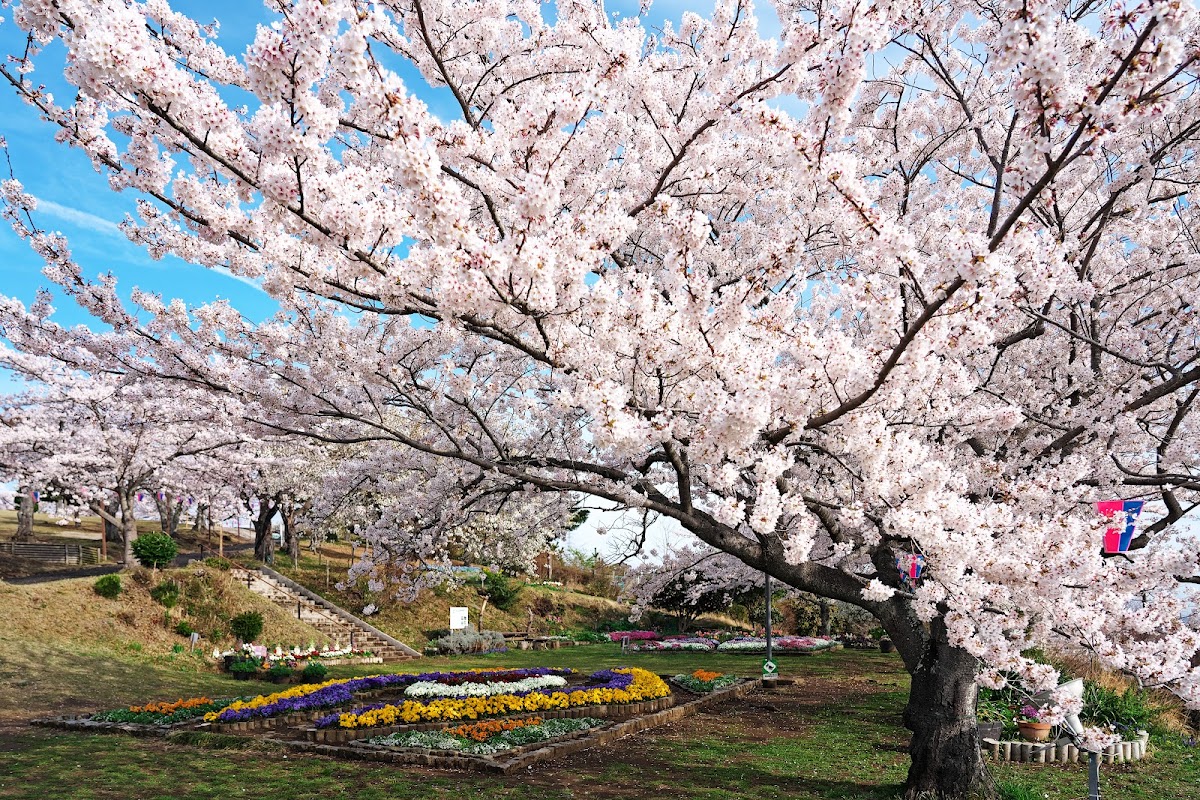 日立神峰公園(日立かみね公園) 實景照片 4