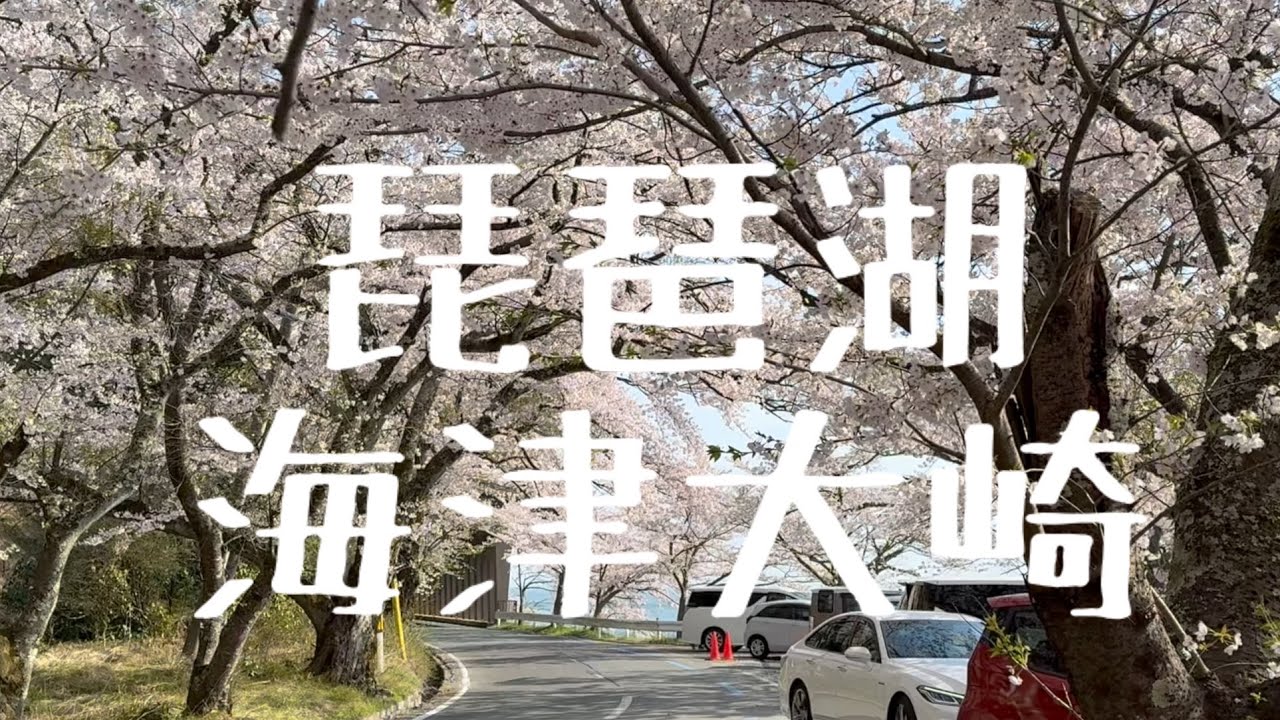 琵琶湖海津大崎賞櫻名所