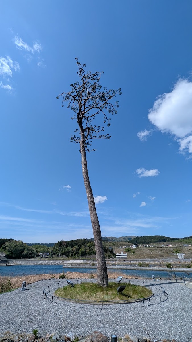 道之驛 高田松原（道の駅 高田松原） 實景照片 8