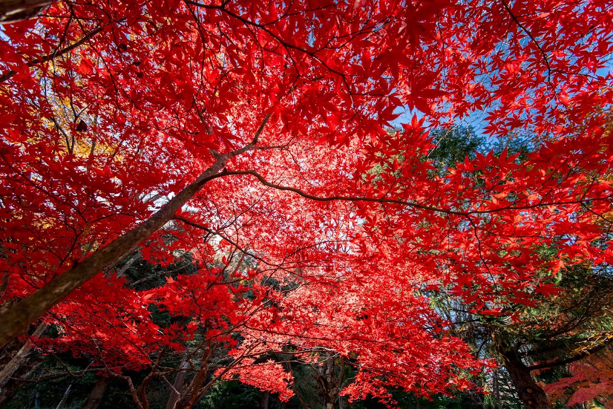 秩父多摩甲斐國家公園(秩父多摩甲斐国立公園) 實景照片 9