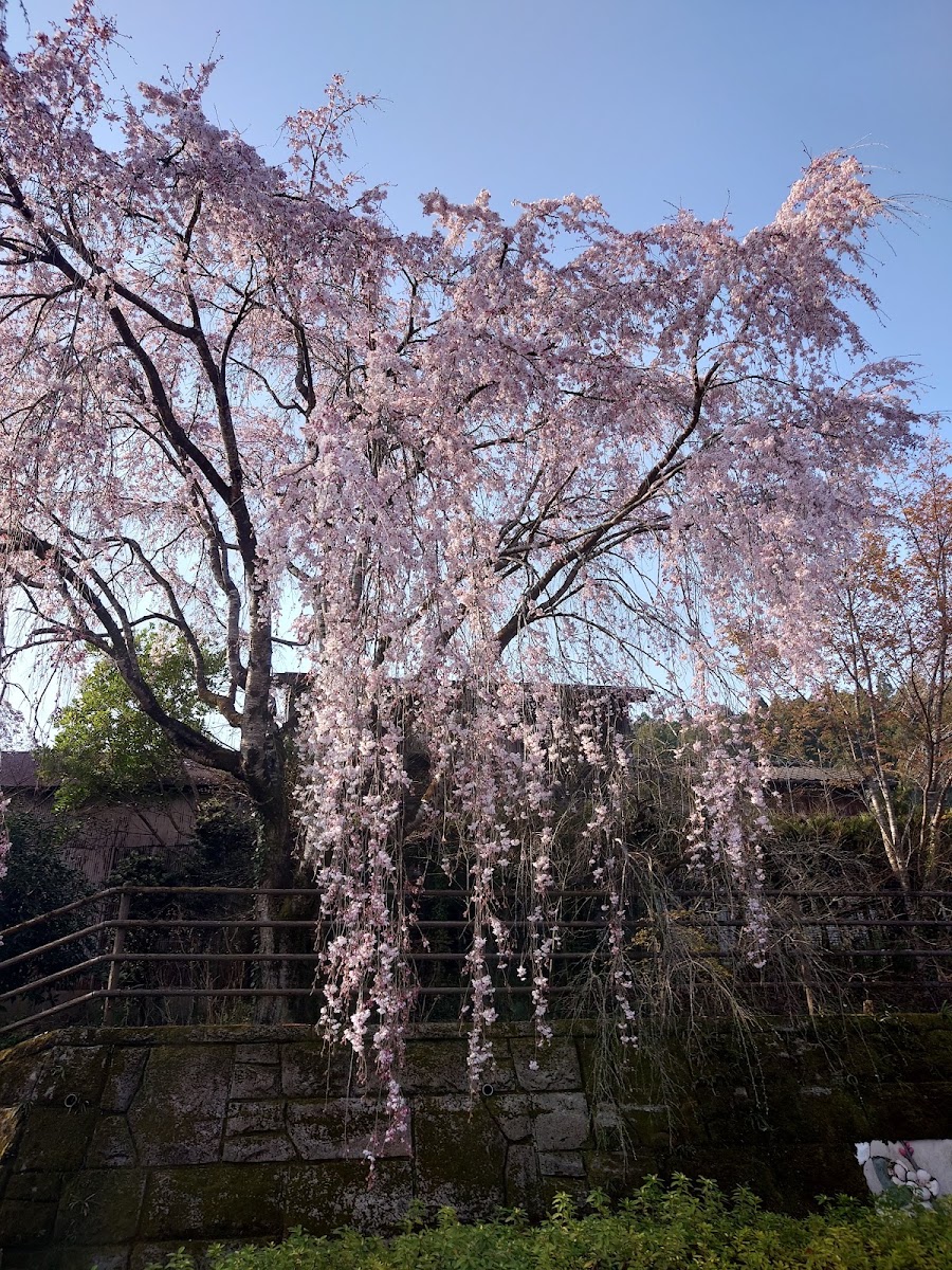道之驛 溫泉之里神山(道の駅 温泉の里神山) 實景照片 3