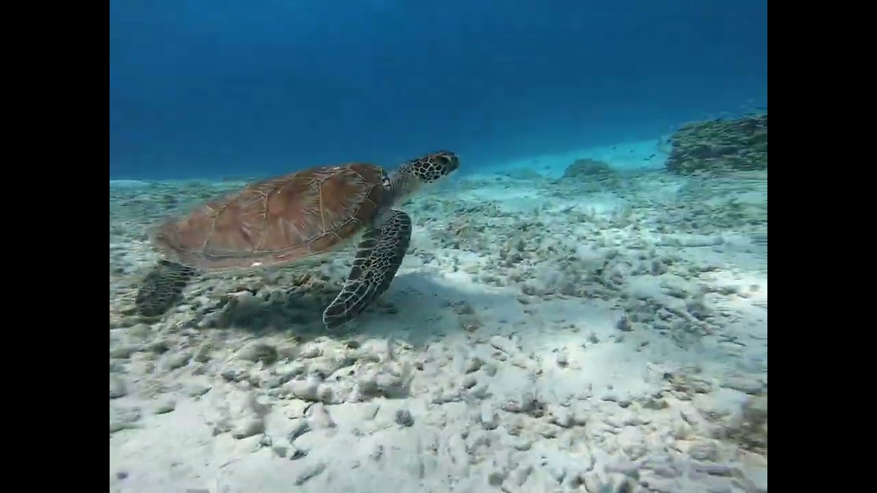 沖繩親子遊(座間味島)阿真海灘