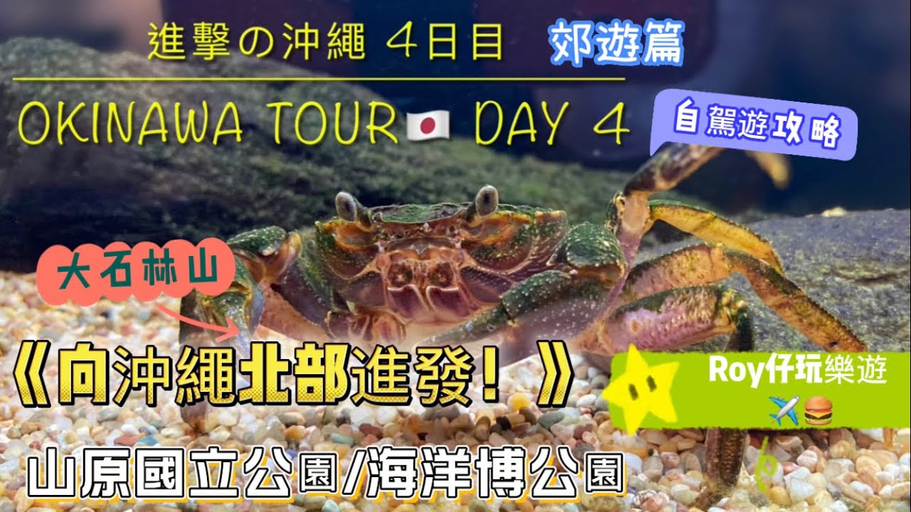 [Travel Vlog] 進擊の沖繩 四日目 - Okinawa Tour Day 4🇯🇵 | 向北部進發！ ｜沖繩国頭村｜山原国立公園 - 大石林山🏔️｜海洋博公園🐳🐢［附中文字幕］
