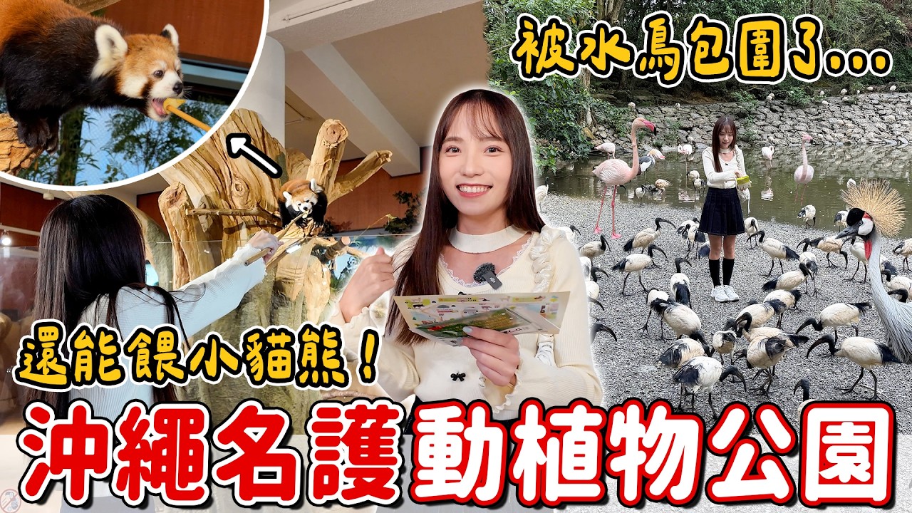 老字號景點!2025年全新開放叢林區,第一次小貓熊餵食體驗,被超大量水鳥包圍,名護自然動植物公園NEO PARK開箱~|Haven在日本