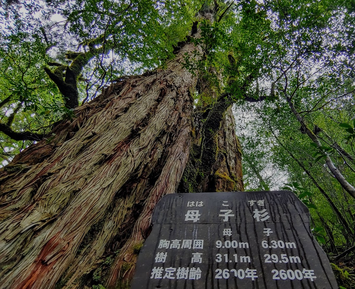 屋久島國家公園（屋久島国立公園） 實景照片 2