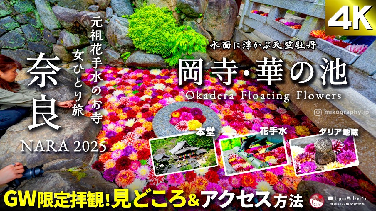 2026GW限定! 奈良 #岡寺🌸ダリア #紫陽花 のお寺🥰🌸!華手水舎と池に浮かぶ天竺牡丹🌸華の池を見に行ってきた❣️アクセスと見どころ 事前予習